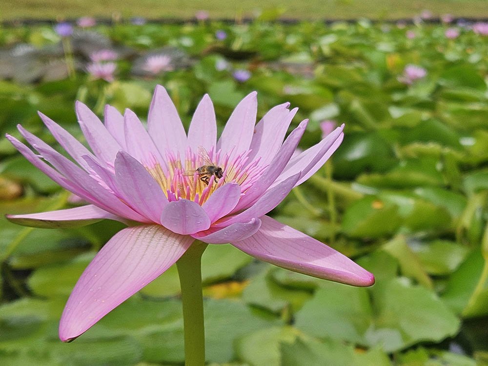 Botanische tuin Mauritius