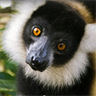 Afbeelding voor Undiscovered - Rondreis Madagaskar
