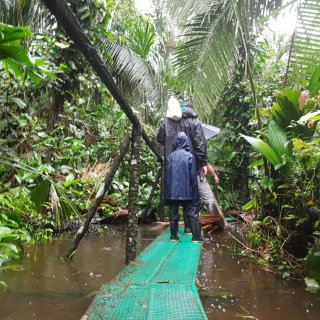 Afbeelding voor Amazone