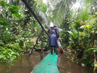 Afbeelding voor Amazone