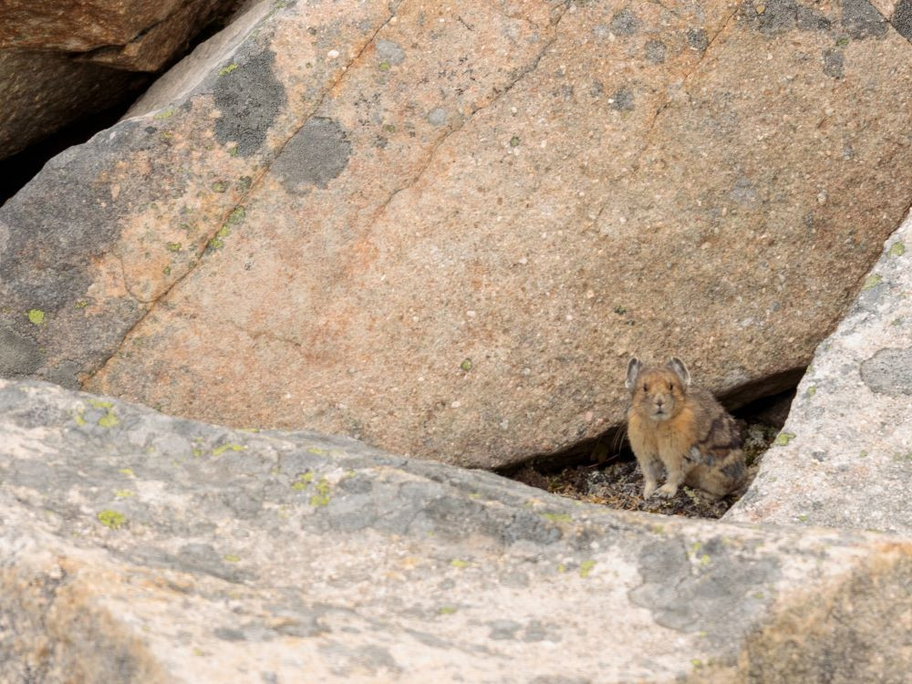 Pika