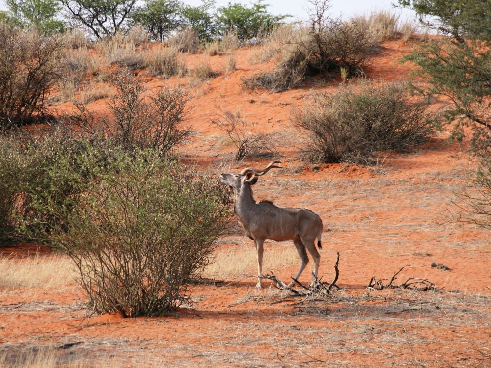 Namibië