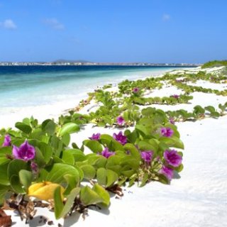 Afbeelding voor TUI - Wintervakantie korting!