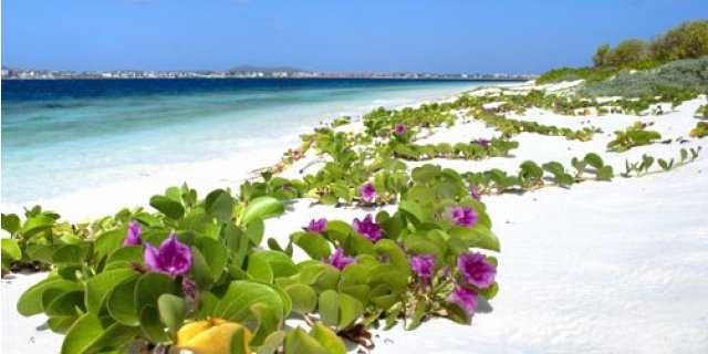 Afbeelding voor TUI - Wintervakantie korting!