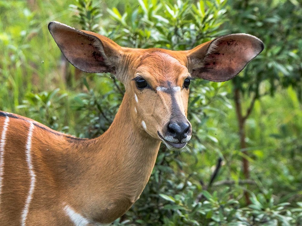 Impala