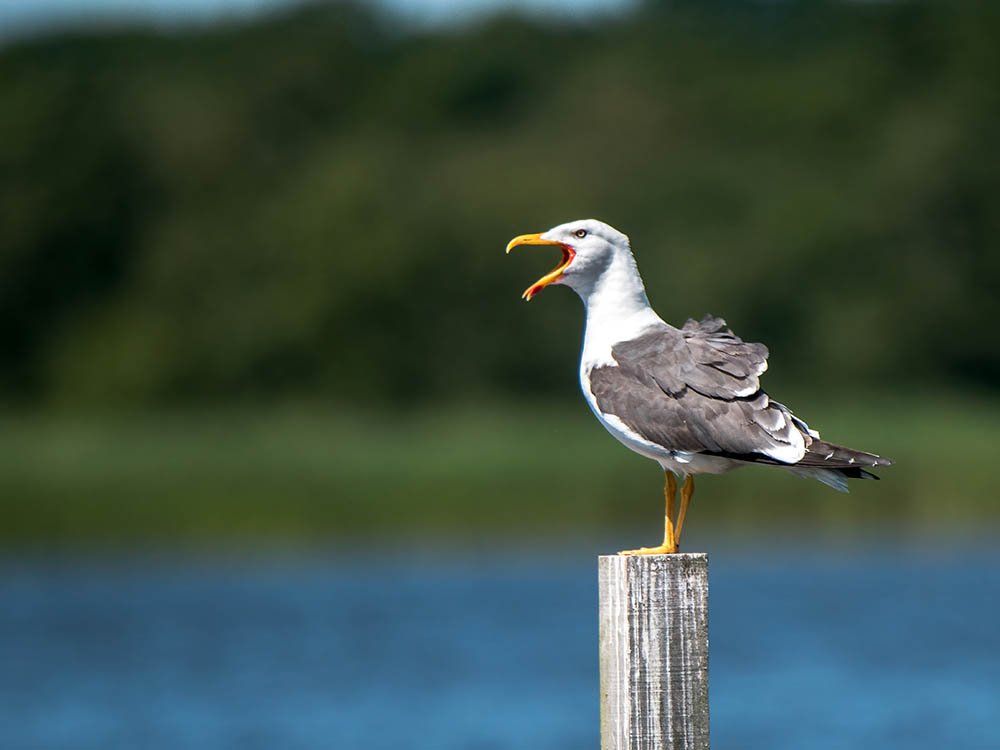 Meeuw Naardermeer