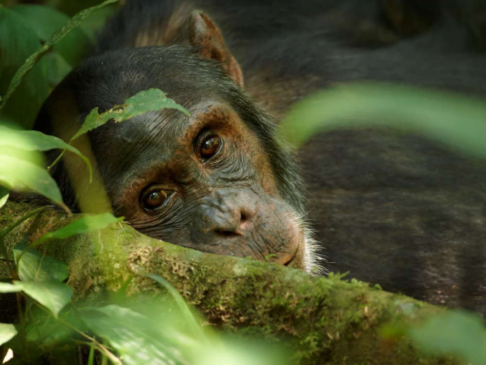 Chimpansee in Kibale