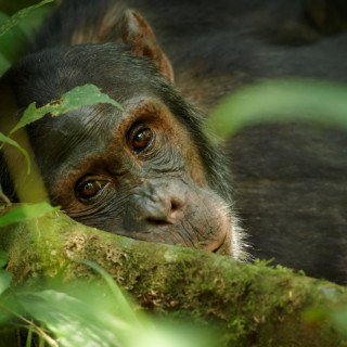 Afbeelding voor Kibale National Park