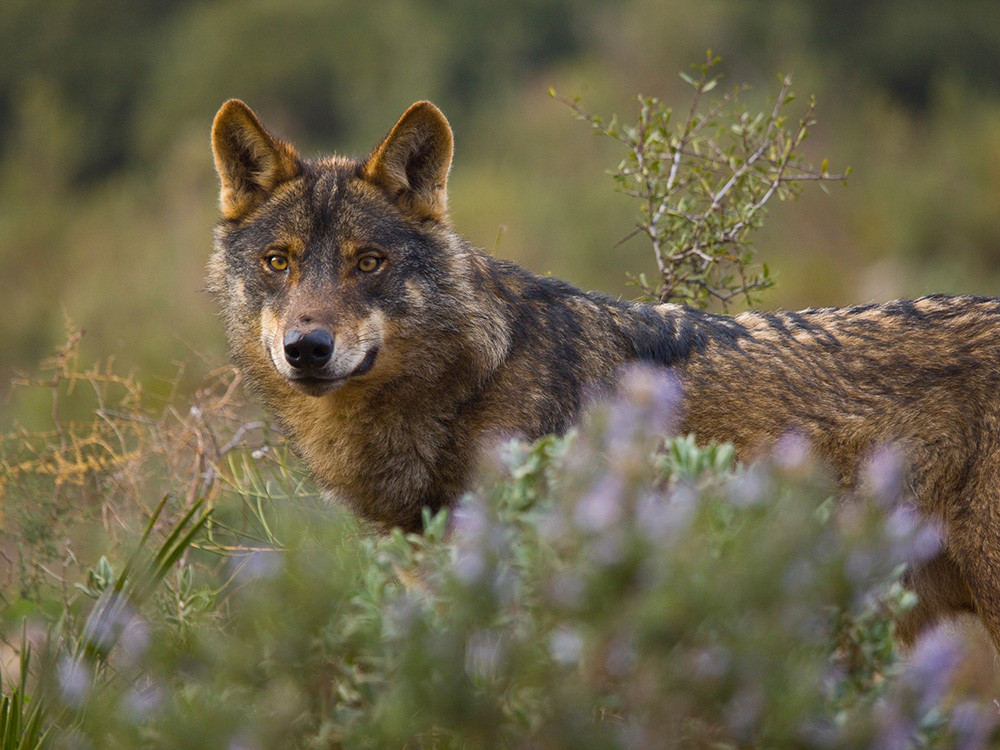 Iberische wolf