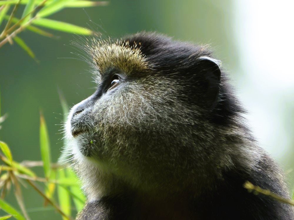 Golden monkey