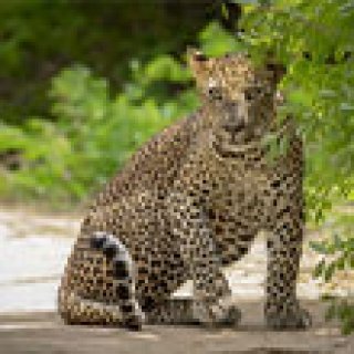 Afbeelding voor Voja Travel - Onontdekt Sri Lanka