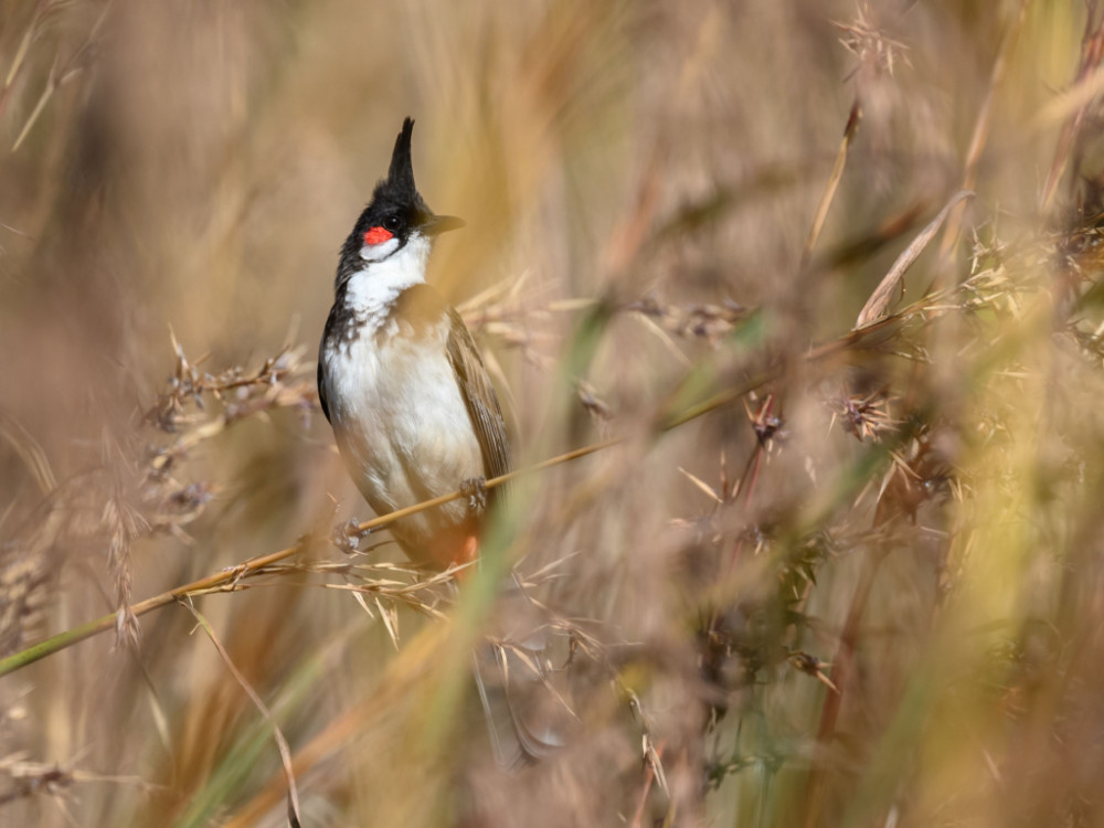 Kabini Wildlife Sanctuary