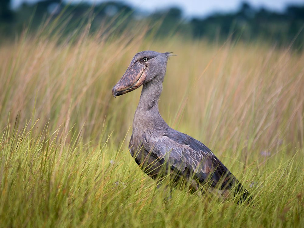 Schoenbekooievaar