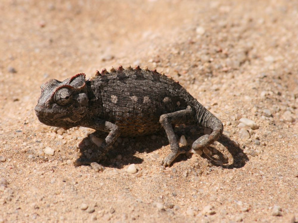 Kameleon in de woestijn