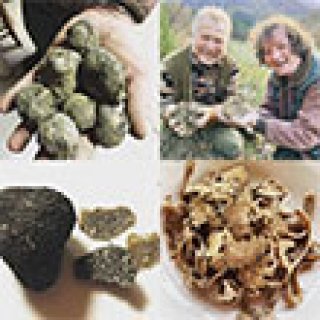 Afbeelding voor Le Marche Experience - Unieke truffelreizen