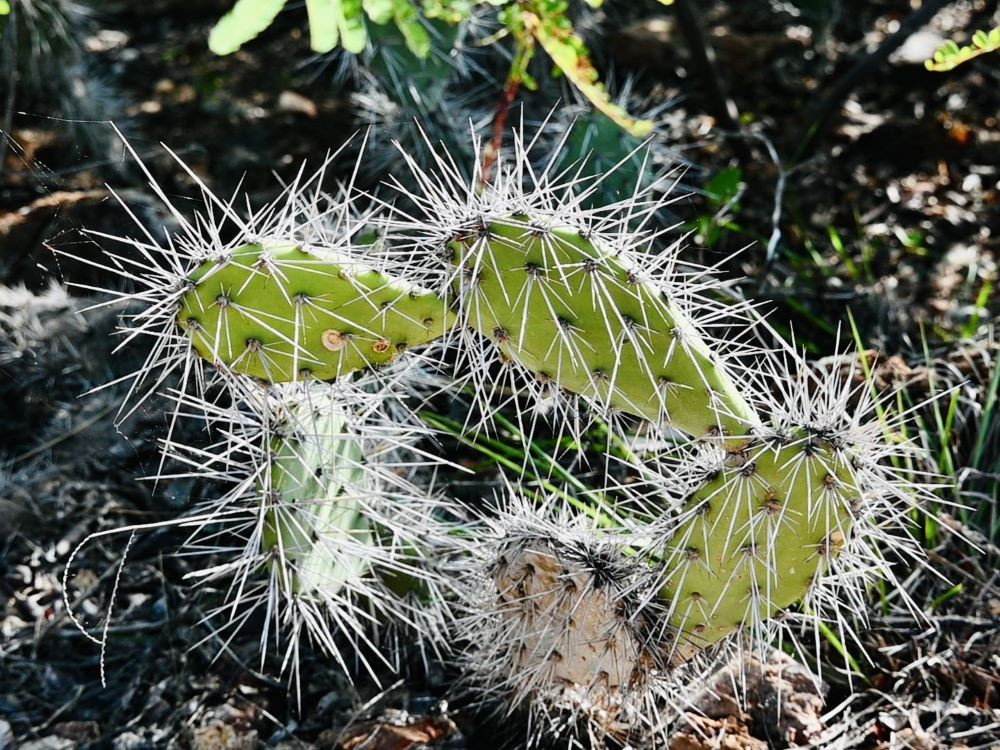 Cactus in Christoffelpark