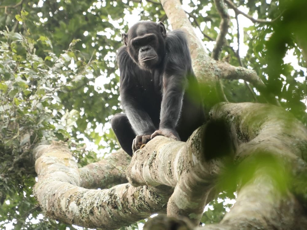 Chimpansee
