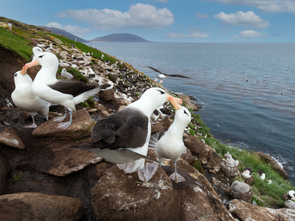 Falklands albatrossen