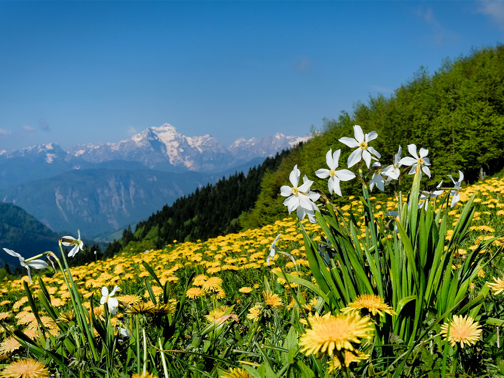 Bloemen in Slovenië