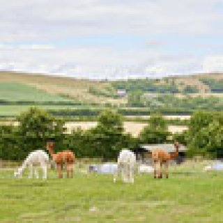 Afbeelding voor BoerenBed - Vakantieboerderijen in Engeland