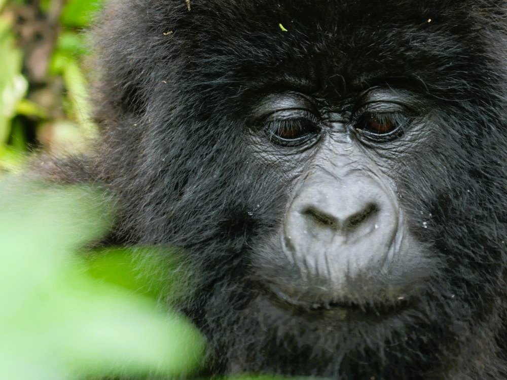 Gorilla baby