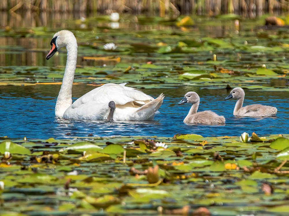 Zwanengezin Naardermeer