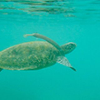 Afbeelding voor Dimsum Reizen - Schildpaddeneiland