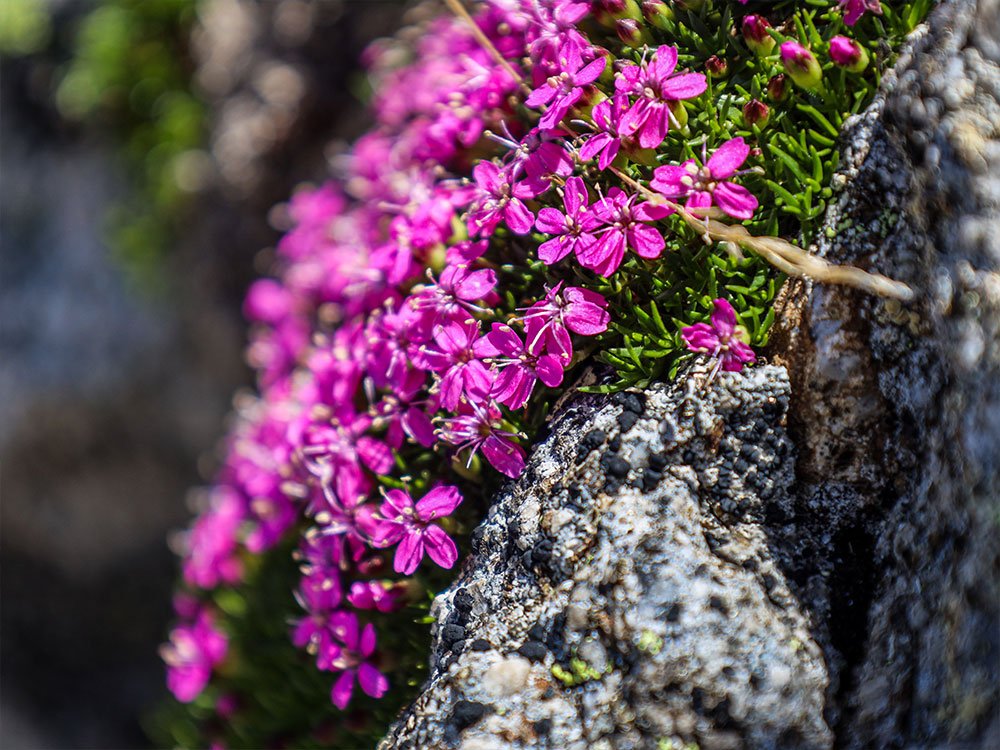 Bloemen Camonica vallei