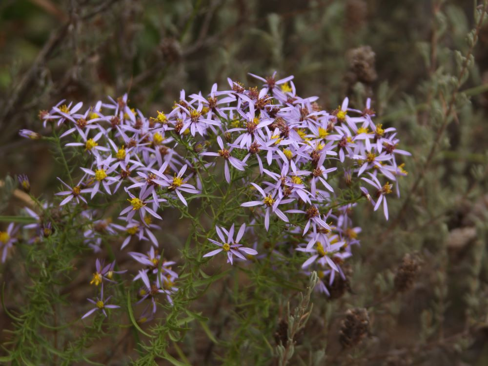 Bloemetjes