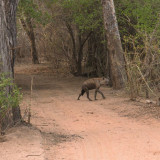 Afbeelding voor Mana Pools National Park