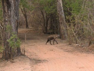 Afbeelding voor Mana Pools National Park