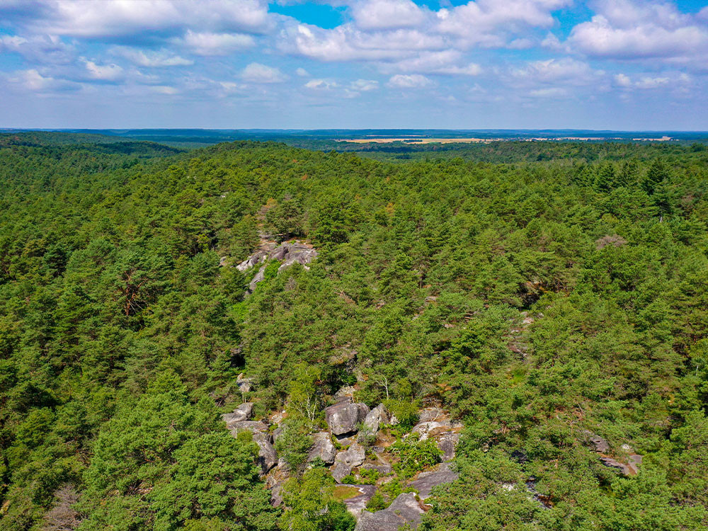 Bosgebied Fontainebleau