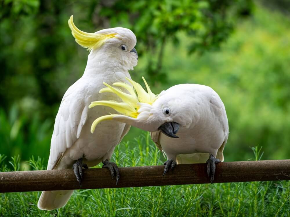 Kaketoes in Hong Kong