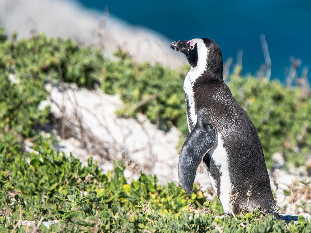 Pinguïn Boulders Beach