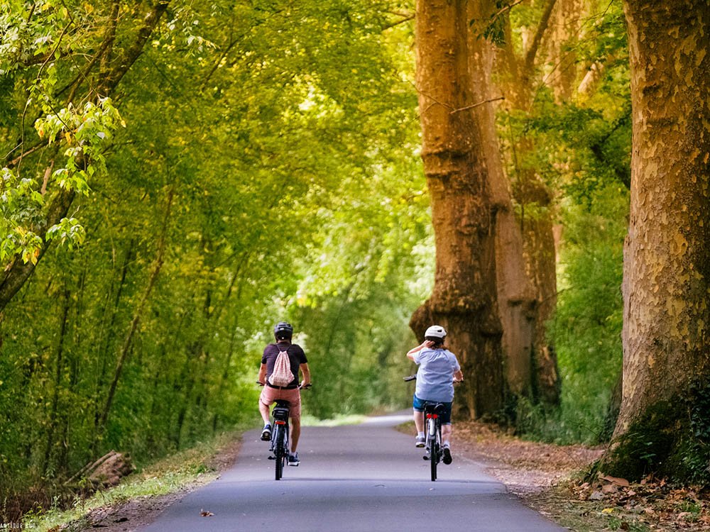 Fietsen door het dennenbos