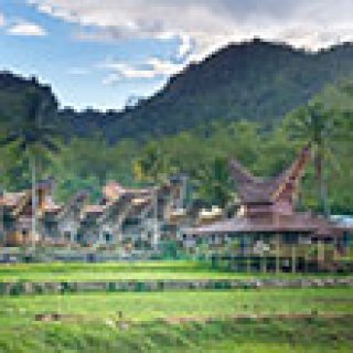 Afbeelding voor Koning Aap - Sulawesi & De Molukken