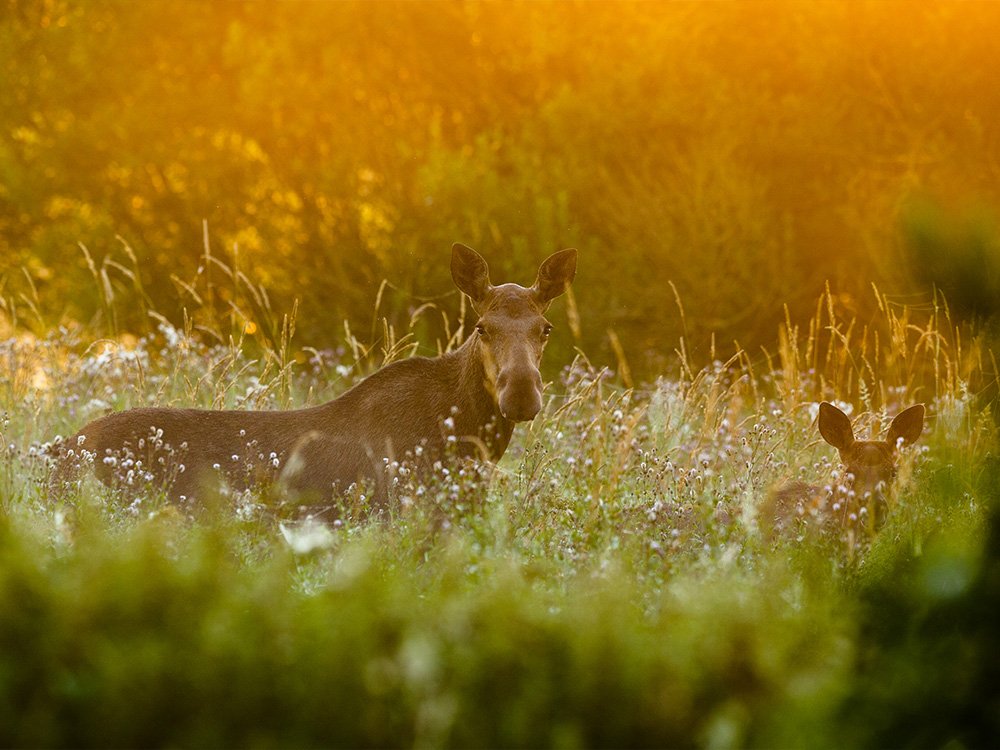 Ontwaken in de natuur