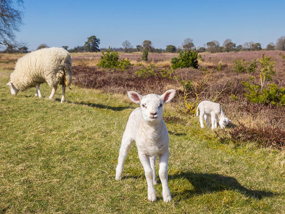 Wandelen in Friesland