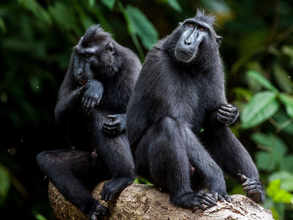 Wildlife van Sulawesi