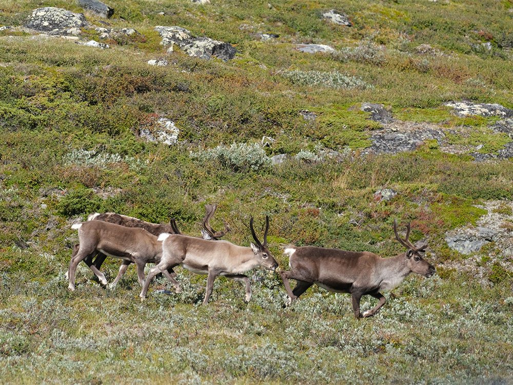 Rendieren in Jotunheimen