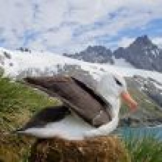 Afbeelding voor BirdingBreaks - Expeditiecruises ACTIE