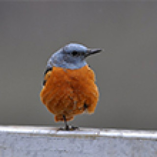 Afbeelding voor BirdingBreaks - Vogelreizen Georgië