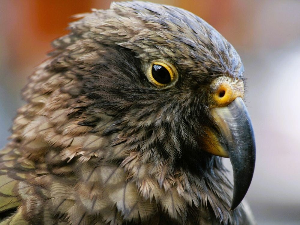 Kea