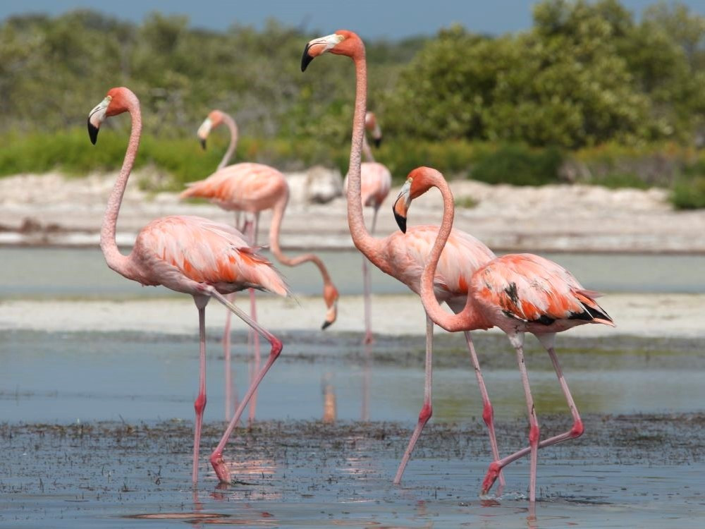 Flamingo's fotograferen