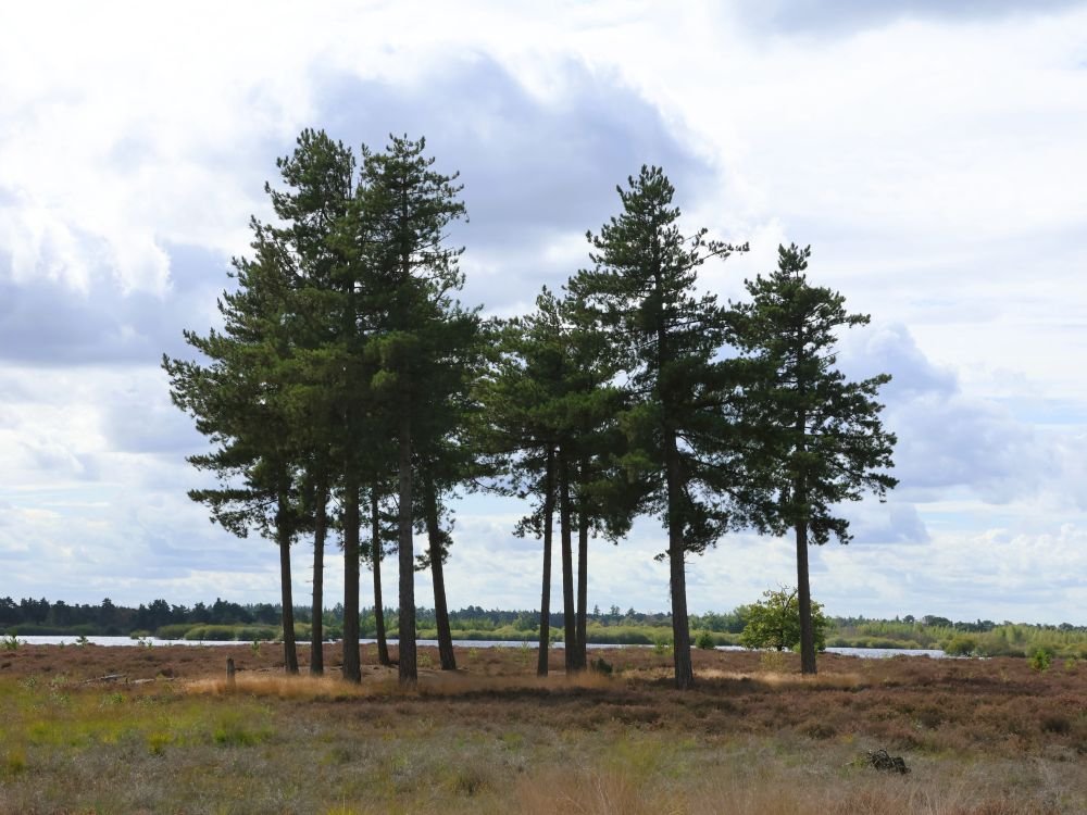 Naaldbomen