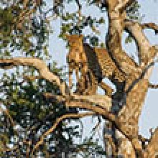 Afbeelding voor All for Nature Travel - Conservation Safari