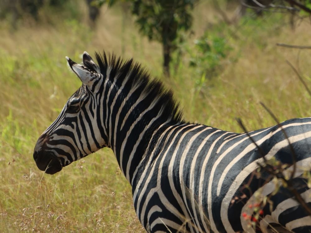 Zebra