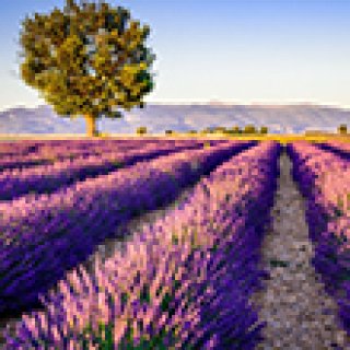 Afbeelding voor Pharos Reizen - Rondreis Provence & Côte d’Azur
