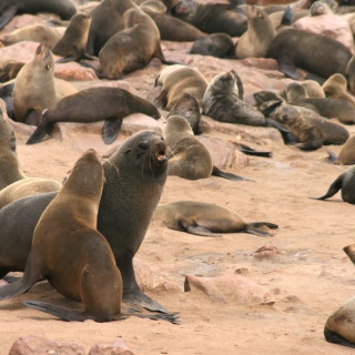 Afbeelding voor Cape Cross Namibië