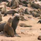 Afbeelding voor Cape Cross Namibië